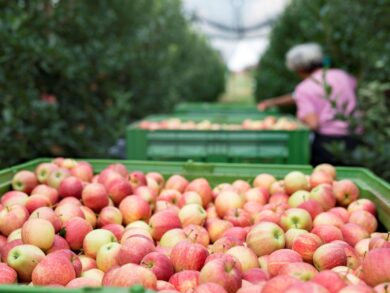 Umidade e a temperatura ameaçam exportação de alimentos