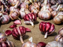 Alho roxo do Planalto Catarinense conquista selo e amplia valor ao agronegócio