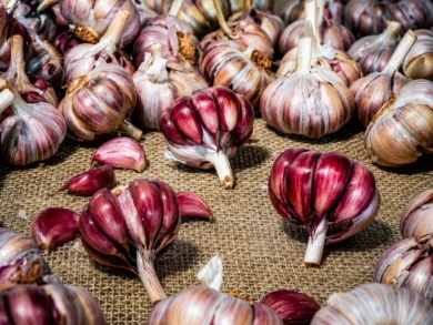 Alho roxo do Planalto Catarinense conquista selo e amplia valor ao agronegócio