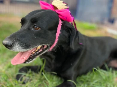 Dibea de Florianópolis promove Arraiá da Adoção para incentivar novos lares a cães e gatos neste sábado