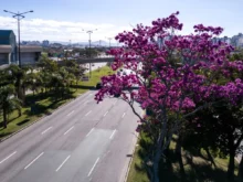 Florianópolis inicia inventário de 6 mil árvores para elaborar Plano Municipal de Arborização Urbana