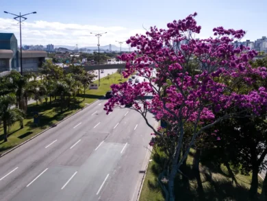 Florianópolis inicia inventário de 6 mil árvores para elaborar Plano Municipal de Arborização Urbana