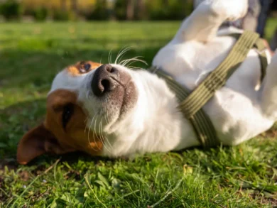 Mutirão de castração gratuita em São José abre 250 vagas para cães e gatos