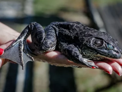 Floram monitora espécie invasora identificada pela primeira vez em Florianópolis