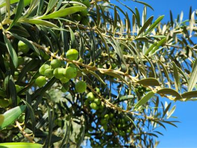 Produção de azeitonas na Califórnia otimiza a importação