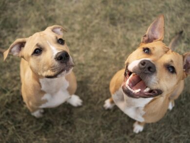 Elanco trata mais de 2 milhões de cães com Zenrelia
