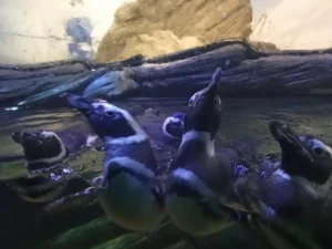 Animais marinhos em Santa Catarina aparecem com mais frequência no inverno