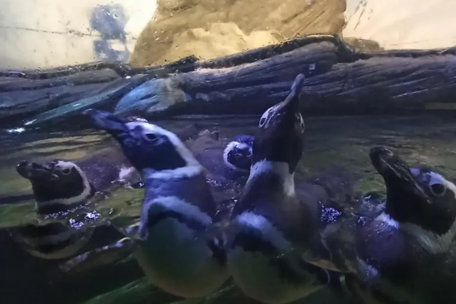 Animais marinhos em Santa Catarina aparecem com mais frequência no inverno
