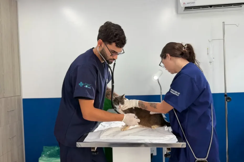 Hospital Veterinário Municipal de Florianópolis supera 40 mil procedimentos nos três primeiros meses