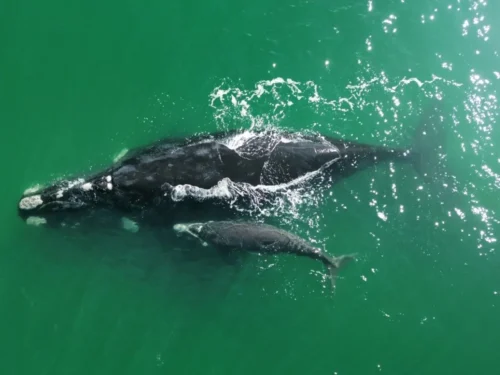 Floram recebe exposição sobre baleias-francas durante a temporada no litoral de Florianópolis
