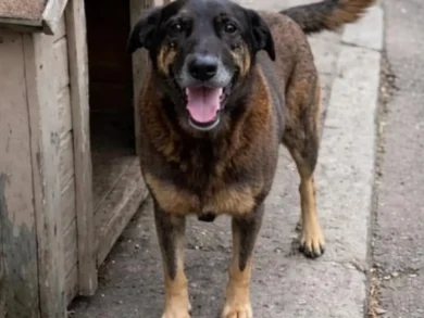 Memorial Cão Orelha em São José será criado na Beira-Mar para reforçar combate aos maus-tratos aos animais