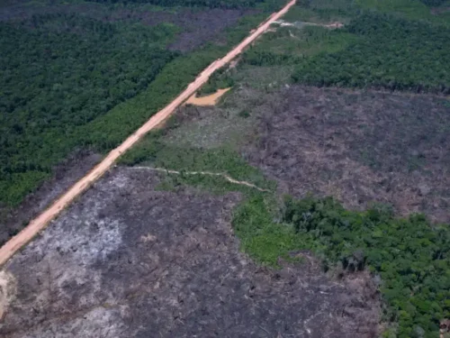 Desmatamento na Amazônia recua e enfraquece argumento dos EUA para tarifa adicional
