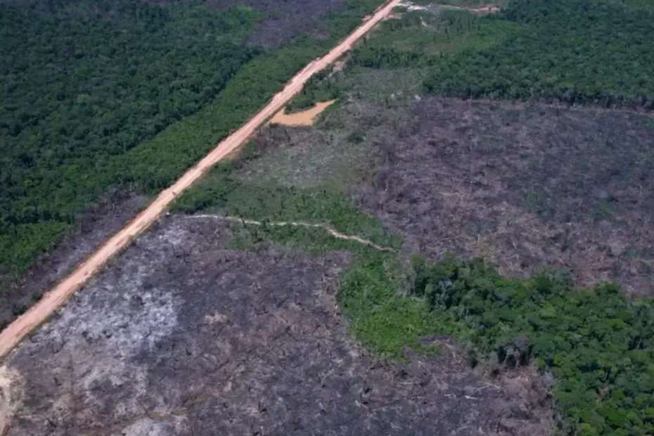 Desmatamento na Amazônia recua e enfraquece argumento dos EUA para tarifa adicional