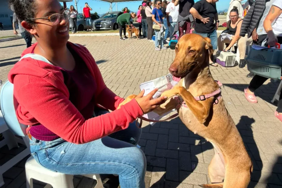 São José anuncia novo mutirão de castração de cães e gatos para agosto