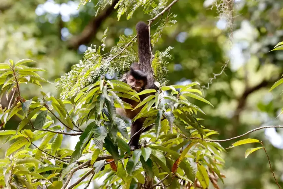 Macaco em uma árvore na Floresta