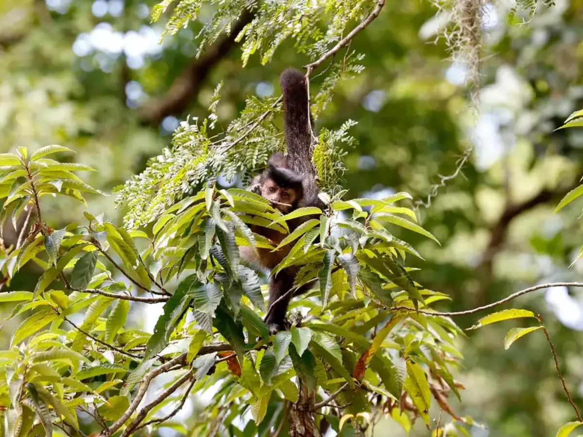 Natureza como sujeito de direitos entra no debate das eleições de 2026