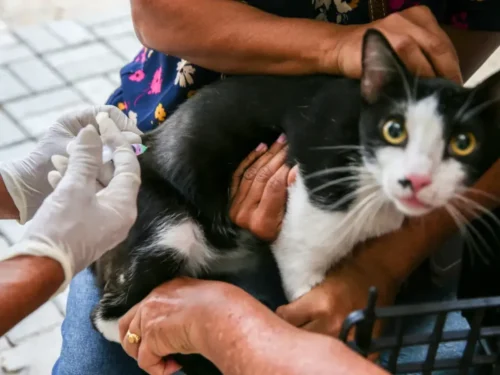 Campanha de vacinação gratuita para pets começa em São José com 600 doses disponíveis