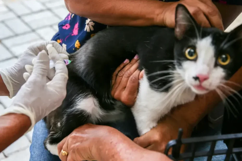 Campanha de vacinação gratuita para pets começa em São José com 600 doses disponíveis
