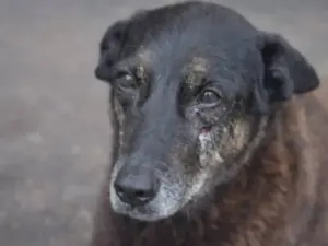 Cachorro Orelha