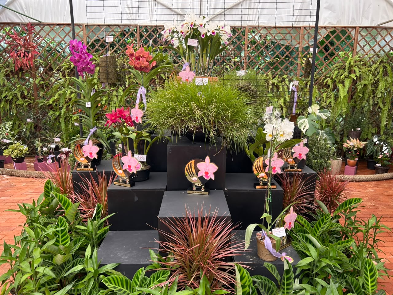 Festival Flores Inverno 1