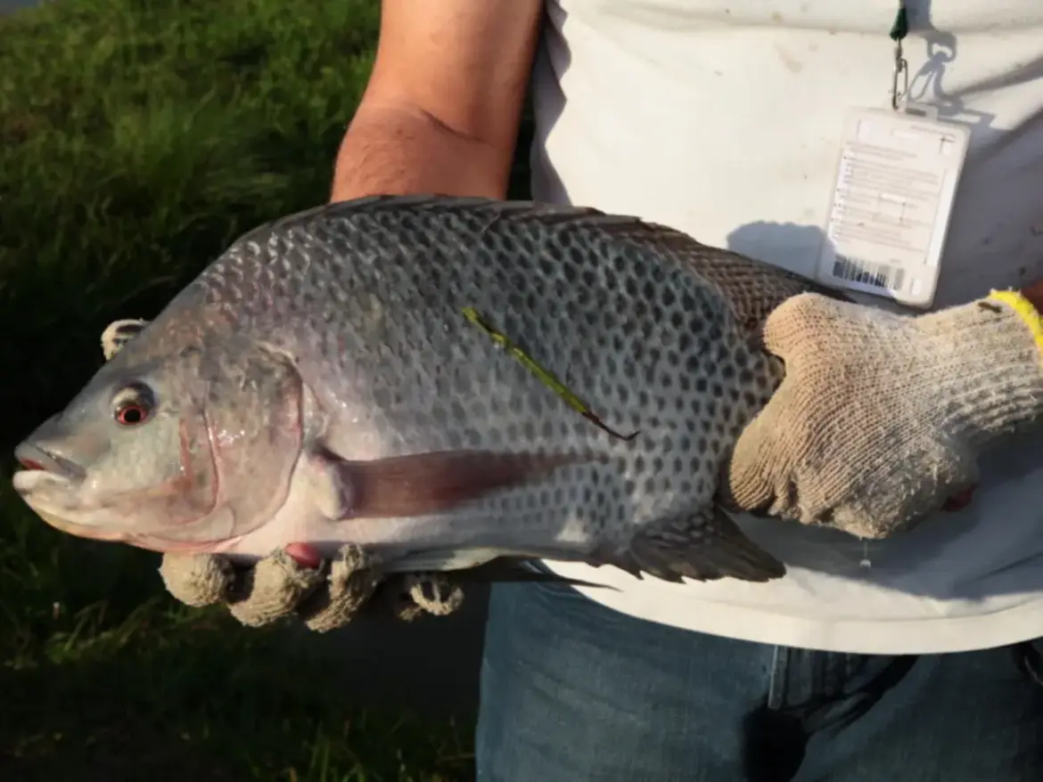carne de peixe